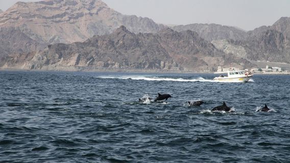 From Salalah Cruise: Dolphin Wonders of Salalah
