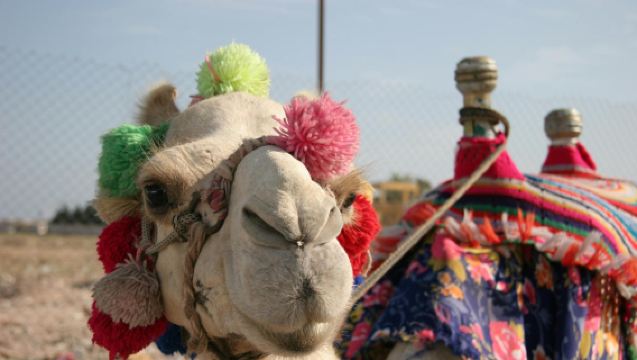 Esperienza pomeridiana in buggy sulla sabbia nel Sahara di Hurghada
