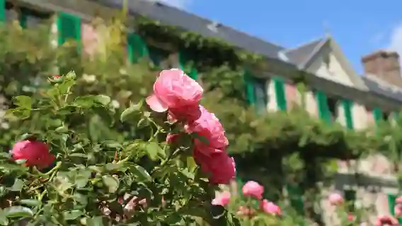 法國巴黎多地·來回莫奈花園【莫內筆下油畫之旅】普通話司導