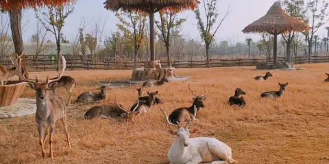 浙江寧波一日暢遊|景點可調|博物館 + 海洋世界 + 野生動物園等