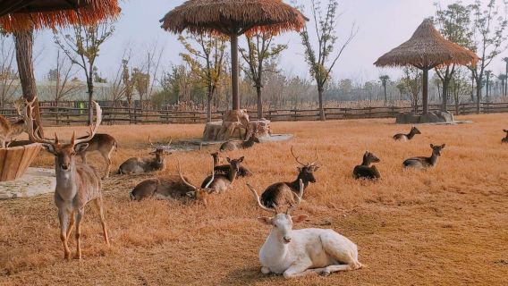 浙江寧波一日暢遊|景點可調|博物館+海洋世界+野生動物園等