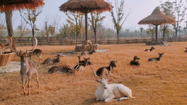 Pakej Pelancongan Sehari di Ningbo, Zhejiang|Tarikan boleh disesuaikan|Muzium + Dunia Lautan + Safari Hidupan Liar dll.