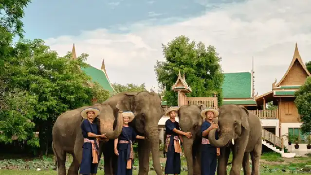 曼谷大象公園大象照顧體驗半日遊