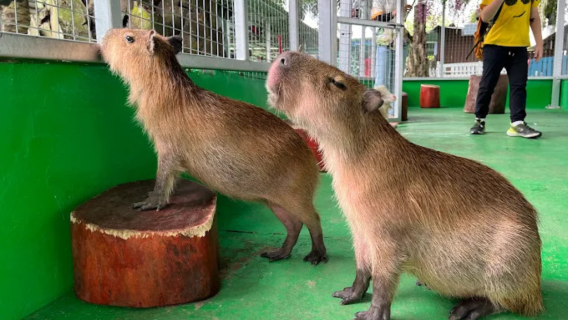柔佛迪沙魯螢火蟲+水果園+動物園日遊|包含門票 【新山出發】