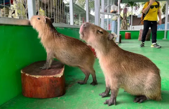 柔佛迪沙魯螢火蟲+水果園＋動物園日遊|包含門票 【新山出發】