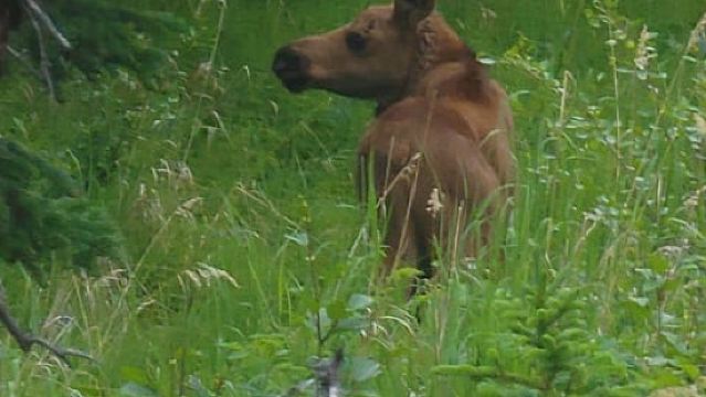 Denali: 5-stündige geführte Wanderung in der Wildnis