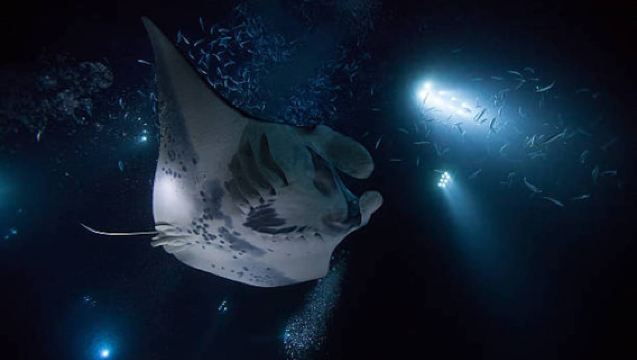 Kailua-Kona: Bootsfahrt zur Mantarochenbeobachtung bei Nacht