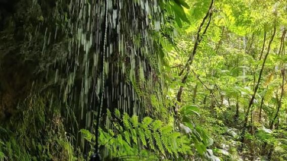 Basseterre Rainforest Hike