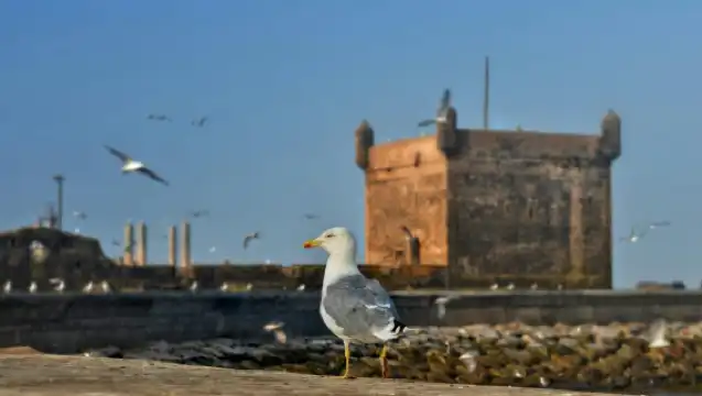 From Marrakesh: Small Group To Essaouira With Opt Activities