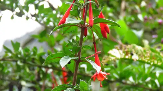 กีโต: ทริปเต็มวันไปยังบ่อน้ำพุร้อนปาปาลัคตาและบริเวณโดยรอบ