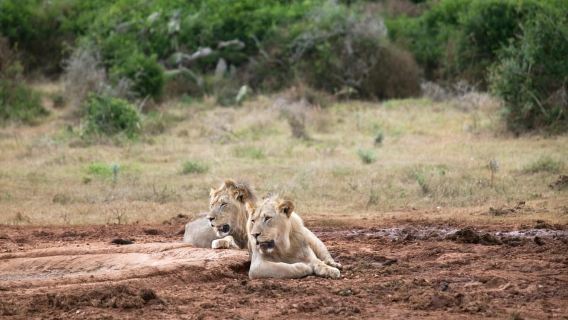 ประสบการณ์เต็มวันน้ำตกวิกตอเรียและซาฟารี