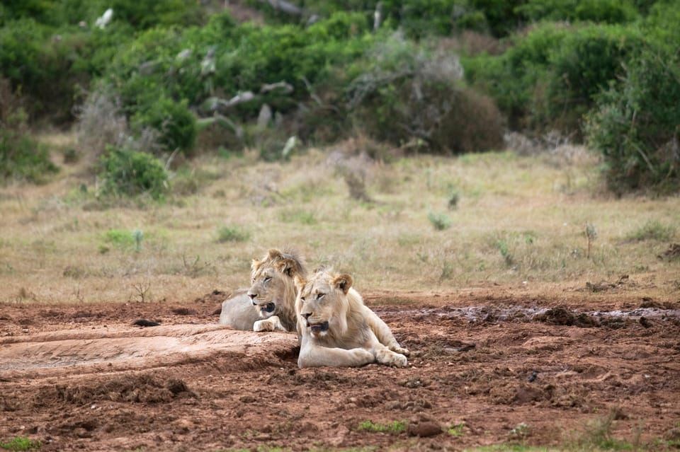Esperienza di un giorno intero alle Cascate Vittoria e Safari