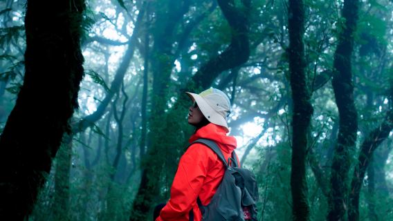 雲南騰衝高黎貢山13公里徒步(登頂+毛毛樹森林)