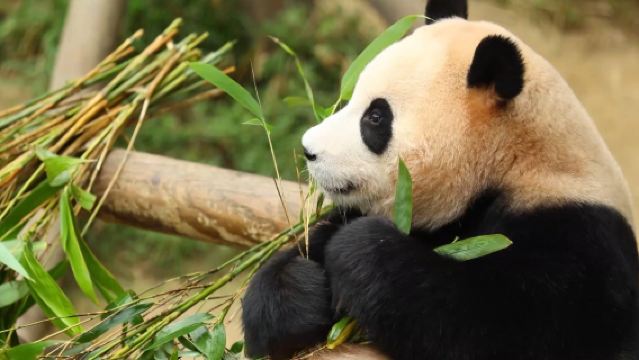 成都大熊貓繁育研究基地+都江堰一日遊【2-6人純玩精品小團】