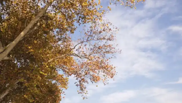 杭州雷峰塔+西湖遊船環湖(不登島)+2小時人文導覽服務半日遊