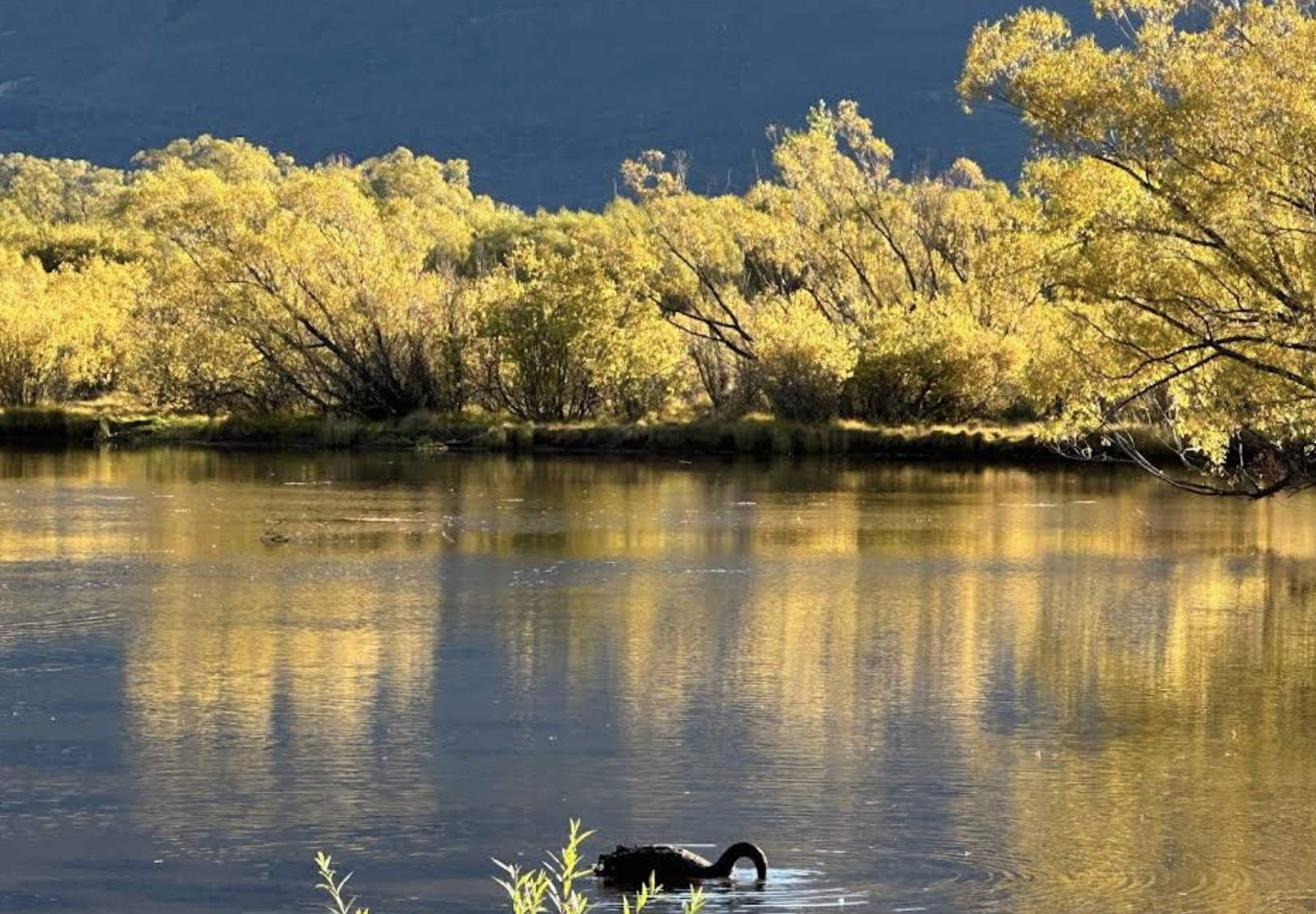 紐西蘭皇后鎮-但尼丁-隧道海灘-可定制【中文專車-愜意舒適】