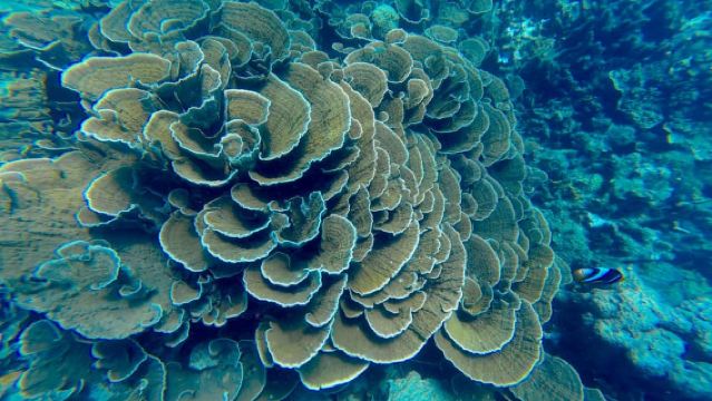 DAR ES SALAAM: MBUDYA ISLAND SNORKELING TOUR & BEACH VIBES