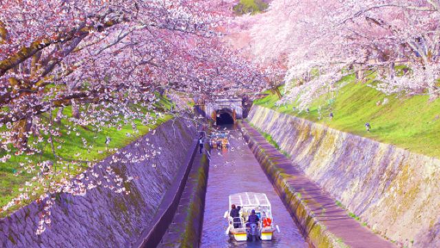 [Saisonale Kirschblüten-Aktion] Miho-Museum in Shiga, Osaka, Japan|Nachtkirschblüten im Mii-dera|Biwasee-Kanal