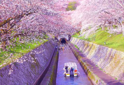 [Cherry Blossom Season Limited] Osaka Shiga MIHO MUSEUM, Japan|Night cherry blossoms at Onjo-ji Temple (Mii-dera)|Lake Biwa Canal