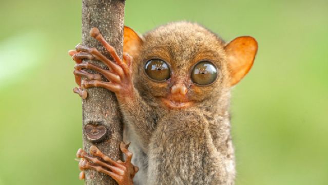 Bohol Island Land Tour | Chocolate Hills + Tarsier + Loboc River Cruise Lunch + Butterfly Valley + Church