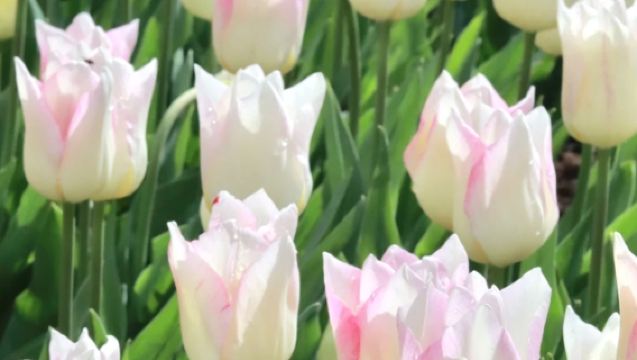 荷蘭全境-專業地陪-導遊服務-專業翻譯/專業術語熟練掌握，溝通無障礙