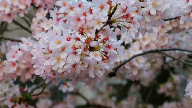 Tokyo Cherry Blossom Season Limited - Floral Cherry Blossom Tour Featuring Chidorigafuchi, Sumida Park, and Meguro River