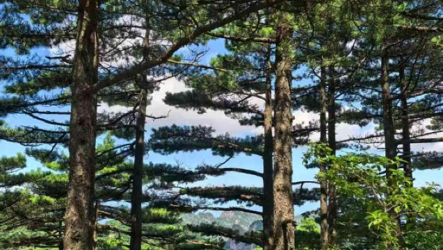 Pakej Sewaan Peribadi 1 Hari dengan Pemandu Pelancong Berbahasa Inggeris untuk 5/7 Tempat Duduk ke 4 Kampung Kuno Huizhou: Hongcun, Xidi, Chengkan & Xixinan