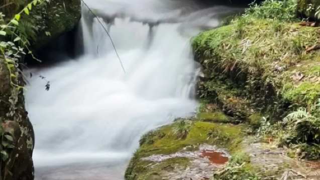 China + Chongqing + Zhongshan ancient town + Dayuandong national forest park + door-to-door pickup / customizable itinerary