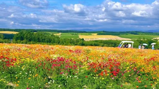 北海道夏日賞花（四季彩丘花海+農場+藍池與瀑布之旅）