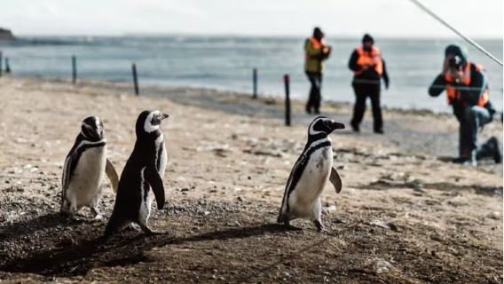 Chili | Excursion à la journée au départ de Punta Arenas pour l'île des manchots de Magdalena et le détroit de Magellan