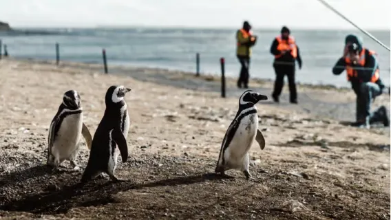 Chili | Excursion à la journée au départ de Punta Arenas pour l'île des manchots de Magdalena et le détroit de Magellan