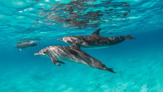 Ταχύπλοο Χουργκάντα: Ιδιωτική εκδρομή στο Dolphin House της Χουργκάντα