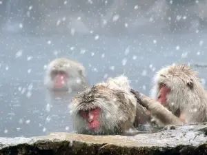 Private tour of meeting snow monkeys in Nagano 