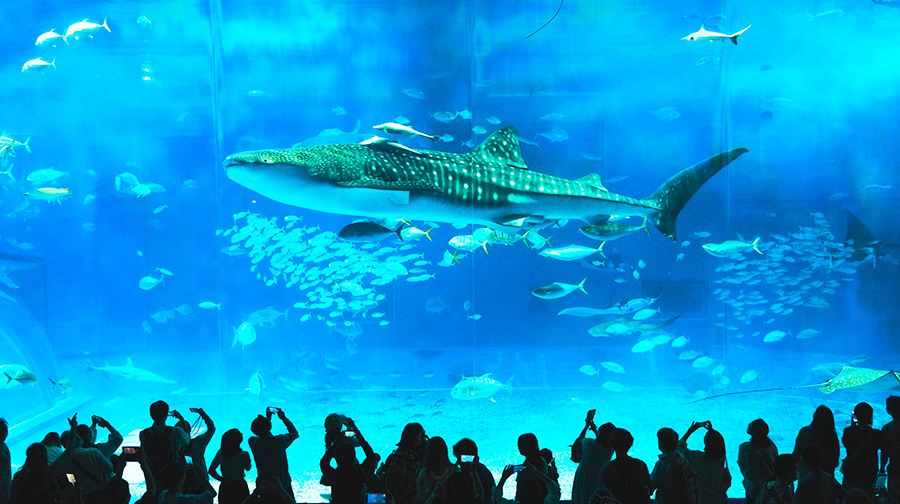 日本沖繩縣沖繩美麗海水族館+古宇利大橋+萬座毛+琉球村+瀨長島一日遊