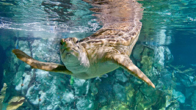 Chicago City Pass: 5 Tempat Wisata Terbaik di Chicago, AS