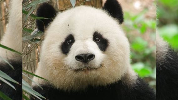 Chengdu Research Base of Giant Panda Breeding Half-day Tour