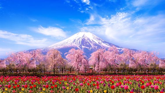 山中湖村日遊