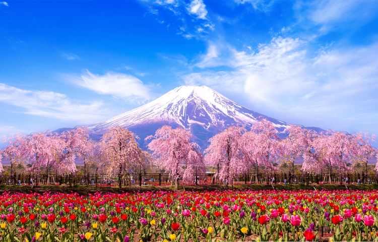日本東京富士山雙湖一日遊【9人精品團可選上門接送|暑期純玩】