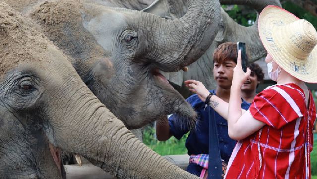 Lawatan sehari ke kem gajah di Bangkok dengan pemandu pelancong berbahasa Cina|Perkhidmatan pengangkutan pergi-balik|Membuat penyedut hidung