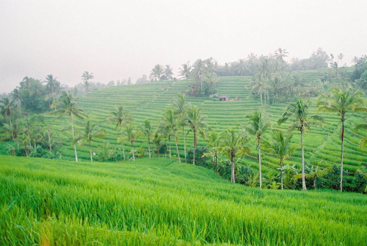 Tour giornaliero a Ubud con fotografo e giro in ATV