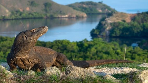 KomodoExperiences