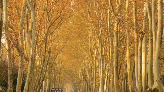 Guía local de Nanjing, guía servicio de coche privado con conductor , guía turístico, intérprete, acompañante local, traslado, exposición de viajes, inspección comercial, acompañamiento médico.