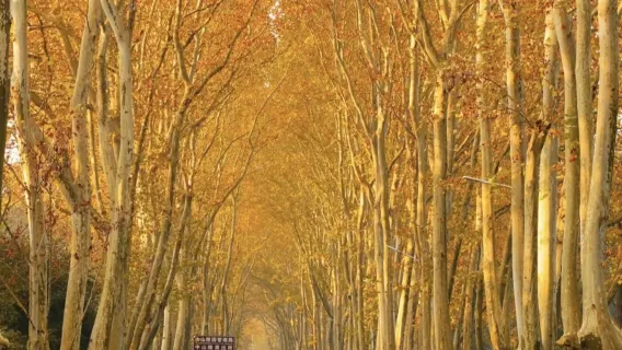 Hướng dẫn viên địa phương tại Nam Kinh, thuê xe riêng, phiên dịch, đón tiễn, du lịch, hội chợ, khảo sát thương mại, hỗ trợ khám chữa bệnh