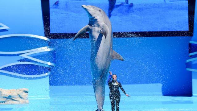 Billet pour le Zoomarine d'Algarve et expérience Dolphin Emotions