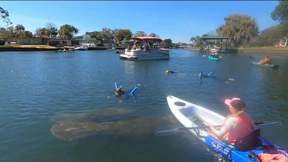 Kings Bay/Three Sisters: Self Guided Tour- ClearBottom Kayak