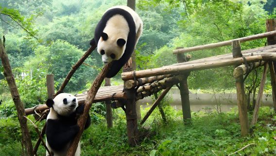 ฐานวิจัยการเพาะพันธุ์แพนด้ายักษ์เฉิงตู - ทัวร์กลุ่มครึ่งวันเป็นภาษาอังกฤษ - แหล่งท่องเที่ยวที่ต้องไปชม