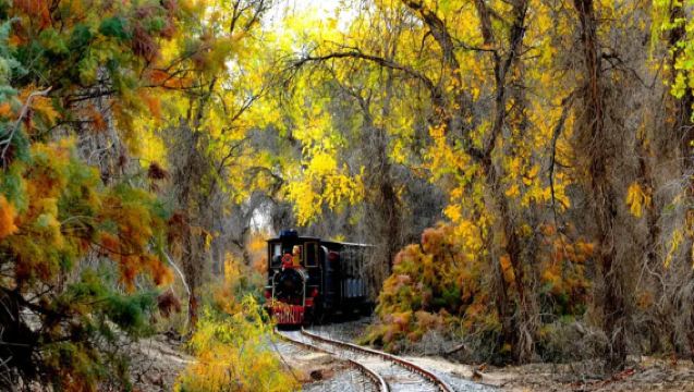 1 Hari Menjelajah Dongeng Emas! (Berlepas dari Korla · Hutan Poplar Tarim) + Rahsia Lebuh Raya Gurun
