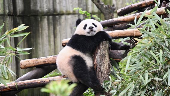 Base des pandas géants de Chengdu|Visite privée exclusive en anglais (billet d'entrée optionnel)