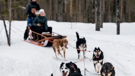 フィンランド ロヴァニエミ スノーモービル&トナカイ&ハスキー犬ぞり体験【英語ツアー】