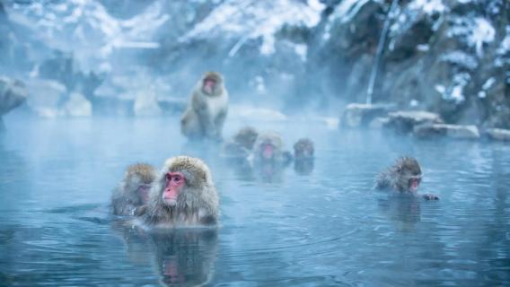 Tokyo Snow Monkey Park Tour | Winter Nagano 1-day Tour